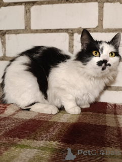 Foto №1.  - zum Verkauf in der Stadt Minsk | Frei | Ankündigung № 164338