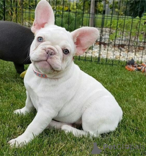 Foto №1. französische bulldogge - zum Verkauf in der Stadt Bamberg | 331€ | Ankündigung № 117866