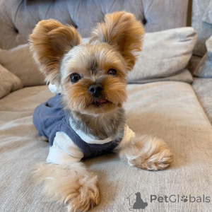 Foto №1. yorkshire terrier - zum Verkauf in der Stadt Alberobello | verhandelt | Ankündigung № 157329