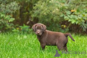 Foto №2 zu Ankündigung № 163164 zu verkaufen labrador retriever - einkaufen Frankreich quotient 	ankündigung, züchter