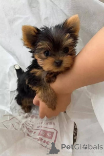 Foto №2 zu Ankündigung № 165777 zu verkaufen yorkshire terrier - einkaufen Finnland quotient 	ankündigung, züchter