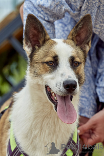 Zusätzliche Fotos: Handsome Sky sucht ein Zuhause und eine liebevolle Familie!