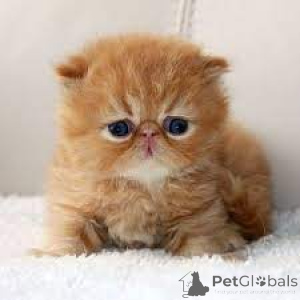 Foto №3. Perzische Kätzchen zum Verkauf. Niederlande