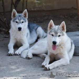 Foto №4. Ich werde verkaufen siberian husky in der Stadt Belgrad. züchter - preis - verhandelt