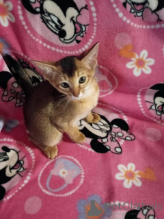 Foto №1. abessinierkatze - zum Verkauf in der Stadt Bocholt | 350€ | Ankündigung № 173622