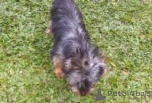 Foto №2 zu Ankündigung № 126237 zu verkaufen scottish terrier - einkaufen Deutschland quotient 	ankündigung