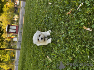 Foto №2 zu Ankündigung № 154611 zu verkaufen malteser - einkaufen Ungarn quotient 	ankündigung, züchter