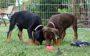 Foto №4. Ich werde verkaufen dobermann in der Stadt Sydney. quotient 	ankündigung - preis - 744€