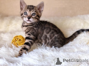 Foto №1. bengal katzenrasse - zum Verkauf in der Stadt Hohenems | 350€ | Ankündigung № 171027