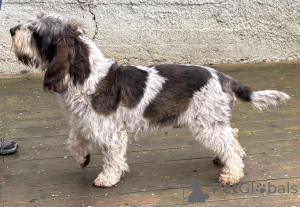 Foto №3. Grand Basset Griffon Vendeen Welpe. Polen