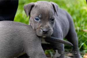 Foto №1. american pit bull terrier - zum Verkauf in der Stadt Belgrad | verhandelt | Ankündigung № 96780