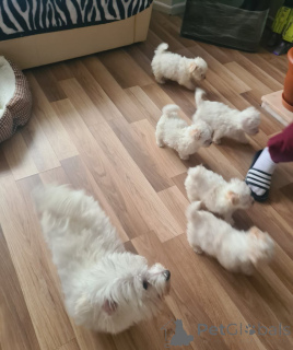 Foto №3. Bichon Frisé-Welpen zur Adoption.. Österreich