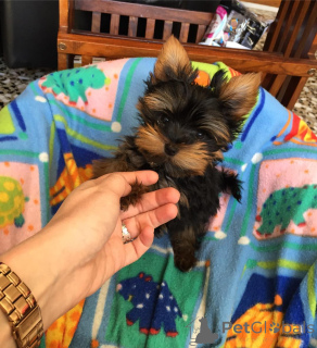 Foto №1.  - zum Verkauf in der Stadt Düsseldorf | 300€ | Ankündigung № 143877