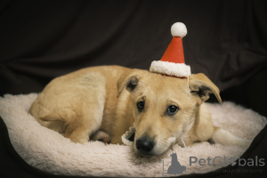 Foto №4. Ich werde verkaufen mischlingshund in der Stadt Москва. quotient 	ankündigung - preis - Frei