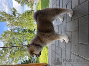 Foto №2 zu Ankündigung № 99926 zu verkaufen akita - einkaufen Litauen vom kindergarten, züchter