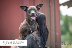 Foto №1. mischlingshund - zum Verkauf in der Stadt Москва | Frei | Ankündigung № 11636
