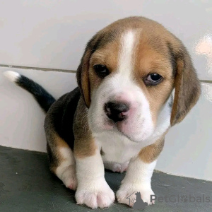 Foto №1. beagle - zum Verkauf in der Stadt Helsinki | 400€ | Ankündigung № 114209