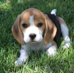 Foto №2 zu Ankündigung № 123785 zu verkaufen beagle - einkaufen Deutschland quotient 	ankündigung