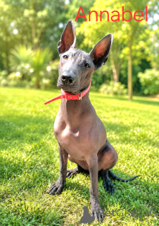 Foto №2 zu Ankündigung № 169000 zu verkaufen xoloitzcuintle - einkaufen Italien züchter