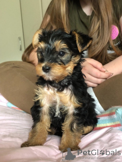 Foto №3. Teacup Yorkshire Terrier Welpe zur kostenlosen Adoption. Deutschland