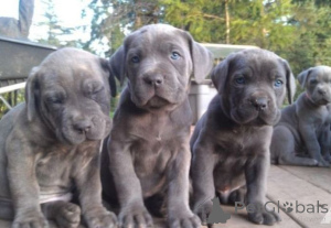 Foto №1. cane corso italiano - zum Verkauf in der Stadt Amberg | 450€ | Ankündigung № 169430