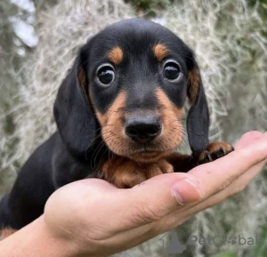 Foto №2 zu Ankündigung № 121625 zu verkaufen mischlingshund - einkaufen Deutschland quotient 	ankündigung, züchter