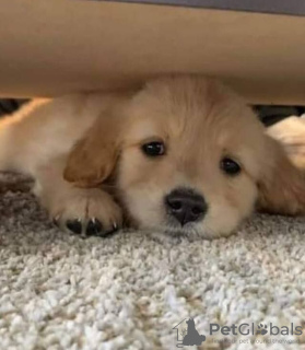 Foto №3. Gesunde, süße Golden Retriever-Welpen stehen jetzt zum Verkauf. Deutschland