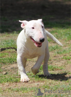 Zusätzliche Fotos: Miniatur-Bullterrier-Welpen