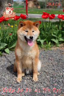 Foto №3. Shiba Inu Rüde mit FCI-Dokumenten. Ukraine