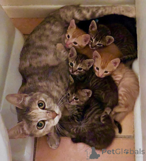 Foto №1. bengal katzenrasse - zum Verkauf in der Stadt Peoria | 638€ | Ankündigung № 135497