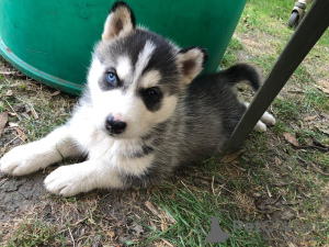 Foto №3. Geprüfte Siberian Husky-Welpen mit Heimtraining verfügbar. Niederlande