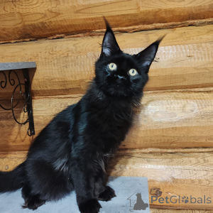 Foto №1. maine-coon-katze - zum Verkauf in der Stadt Nizhny Novgorod | 4091€ | Ankündigung № 147139