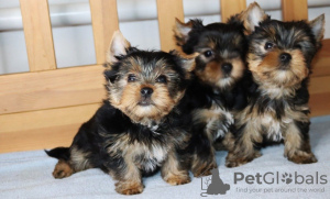 Foto №3. Yorkshire-Terrier-Welpen. Finnland