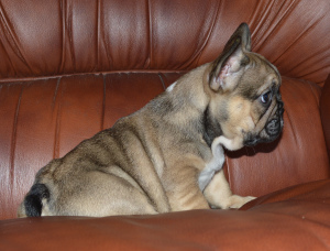 Foto №1.  - zum Verkauf in der Stadt Minsk | 589€ | Ankündigung № 2896