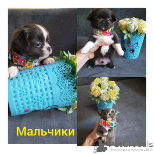Foto №3. Chihuahua-Welpen zu verkaufen. Russische Föderation