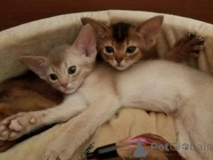 Foto №2 zu Ankündigung № 176764 zu verkaufen abessinierkatze - einkaufen Belgien quotient 	ankündigung