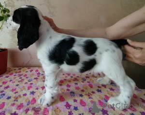 Foto №2 zu Ankündigung № 139117 zu verkaufen amerikanischer cocker spaniel, english cocker spaniel - einkaufen Weißrussland quotient 	ankündigung