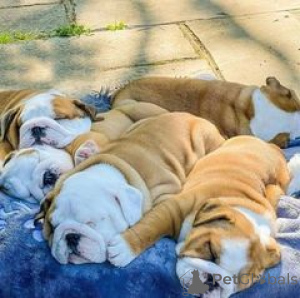Foto №1. englische bulldogge - zum Verkauf in der Stadt San Francisco Township | 531€ | Ankündigung № 138078