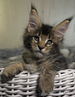 Foto №1. maine-coon-katze - zum Verkauf in der Stadt Bellaire | 533€ | Ankündigung № 161720