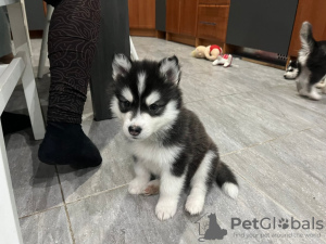 Foto №2 zu Ankündigung № 98089 zu verkaufen siberian husky - einkaufen Tschechische Republik quotient 	ankündigung