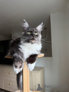 Foto №1. maine-coon-katze - zum Verkauf in der Stadt 'S-Hertogenbosch | verhandelt | Ankündigung № 155399