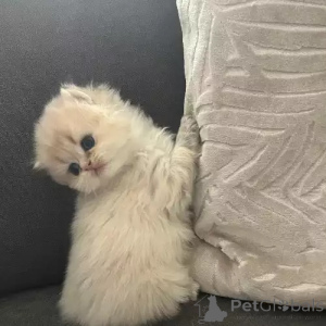 Foto №1. britisch kurzhaar - zum Verkauf in der Stadt Norderstedt | 380€ | Ankündigung № 167256