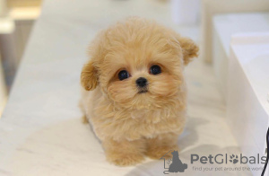 Foto №2 zu Ankündigung № 45528 zu verkaufen maltipu - einkaufen Monaco quotient 	ankündigung