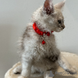 Foto №2 zu Ankündigung № 114987 zu verkaufen maine-coon-katze - einkaufen Monaco züchter