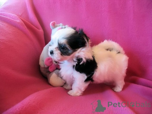 Foto №1. biewer terrier - zum Verkauf in der Stadt Alajärvi | verhandelt | Ankündigung № 166380