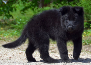 Foto №3. Deutscher Schäferhund Welpe, Mädchen, schwarz, metrisch KSU / FCI, 67 Tage. Ukraine