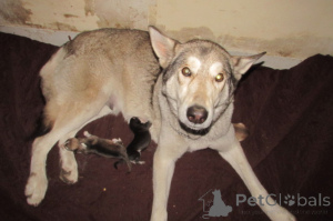 Foto №1. deutscher schäferhund - zum Verkauf in der Stadt Charleston | Frei | Ankündigung № 146695