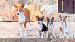 Foto №1. basenji - zum Verkauf in der Stadt Ceske Budejovice | verhandelt | Ankündigung № 170674