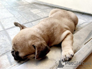 Zusätzliche Fotos: Welpe der französischen Bulldogge