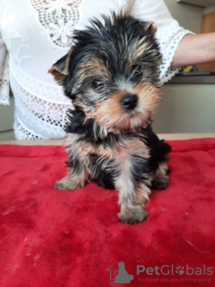 Foto №2 zu Ankündigung № 110757 zu verkaufen yorkshire terrier - einkaufen Finnland quotient 	ankündigung